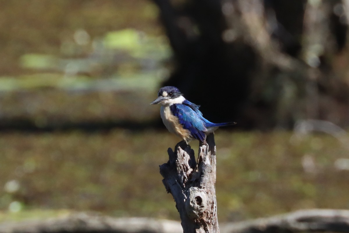 Forest Kingfisher - ML617504760
