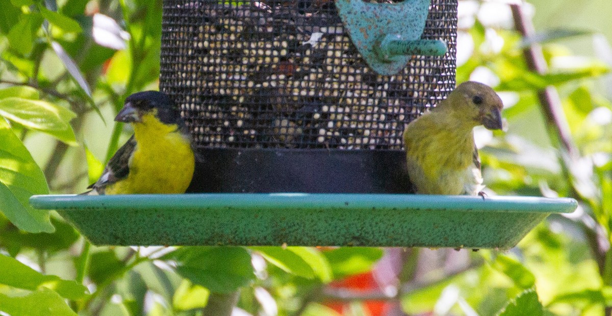 Lesser Goldfinch - ML617504764