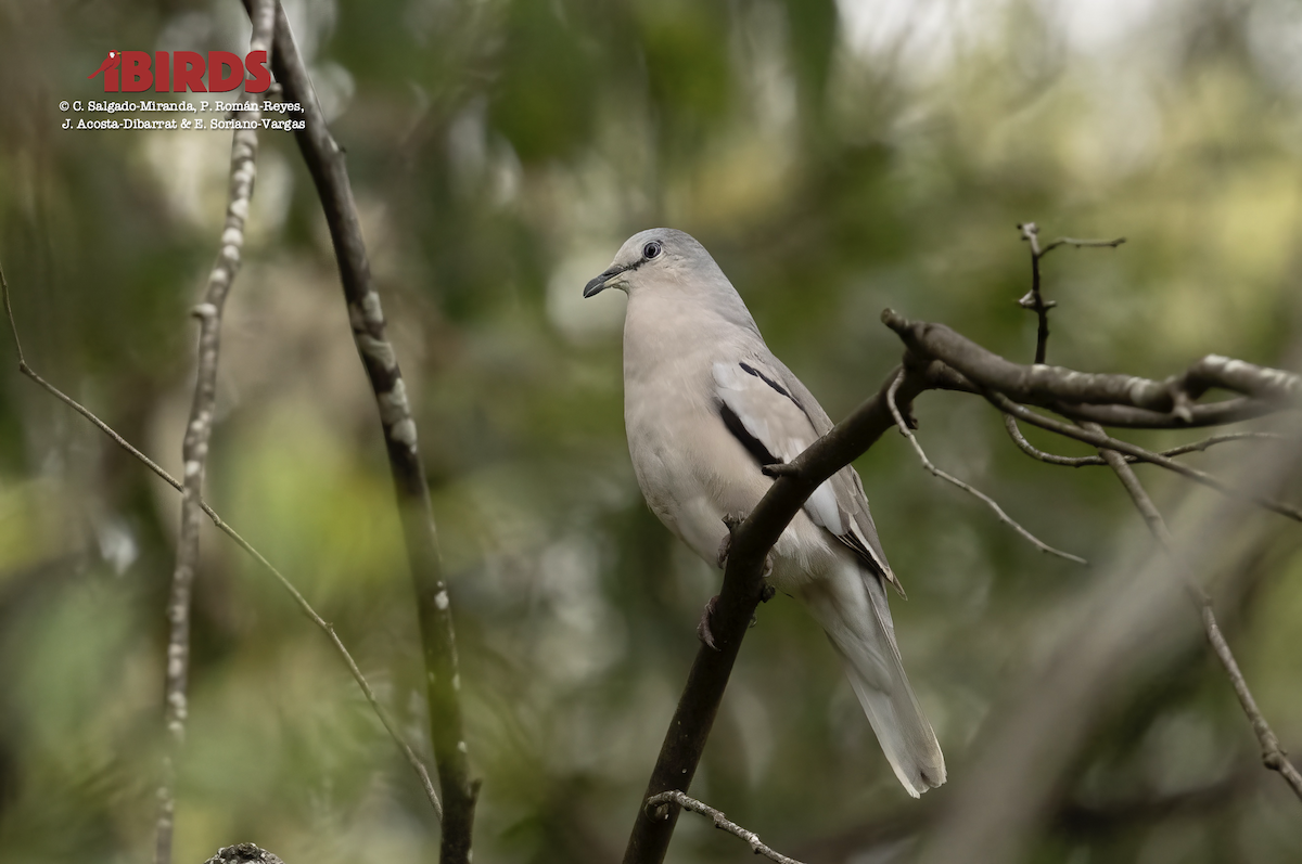 Picui Ground Dove - ML617504772