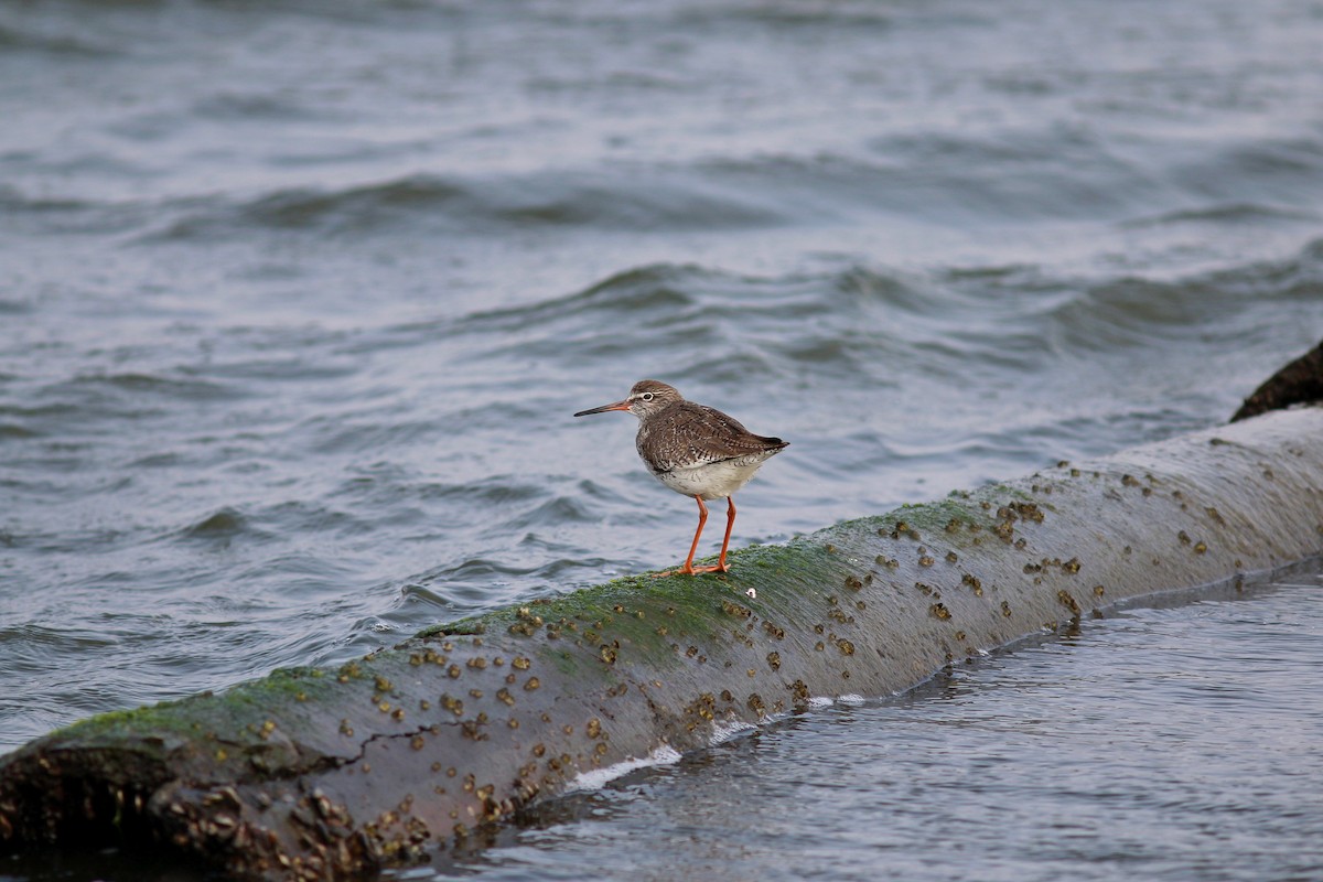 Common Redshank - ML617504778