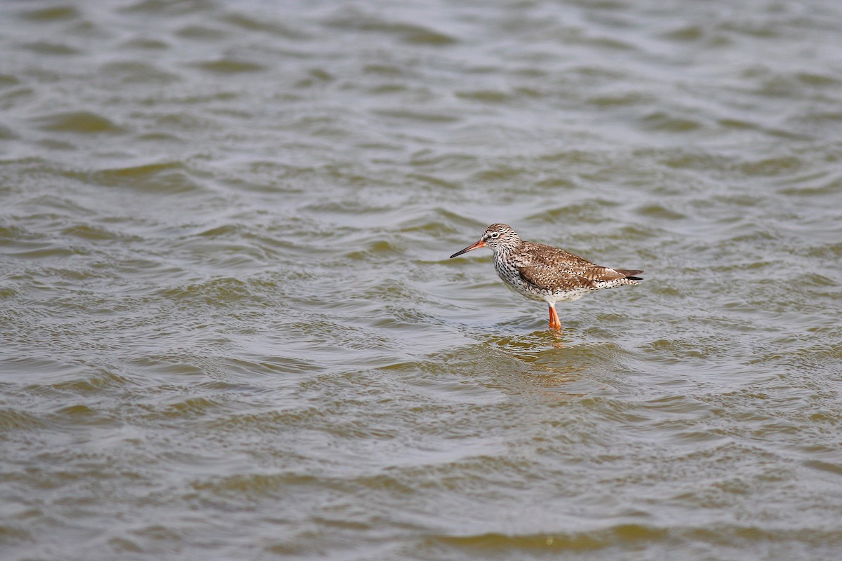 Common Redshank - ML617504779