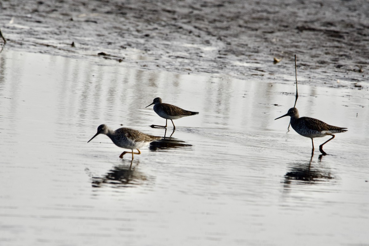 Lesser Yellowlegs - ML617504786