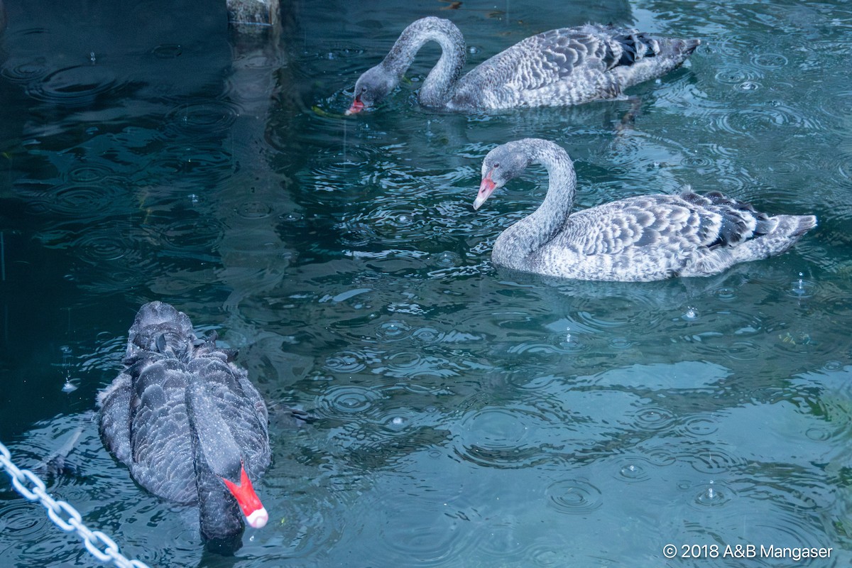 Black Swan - ML617504795