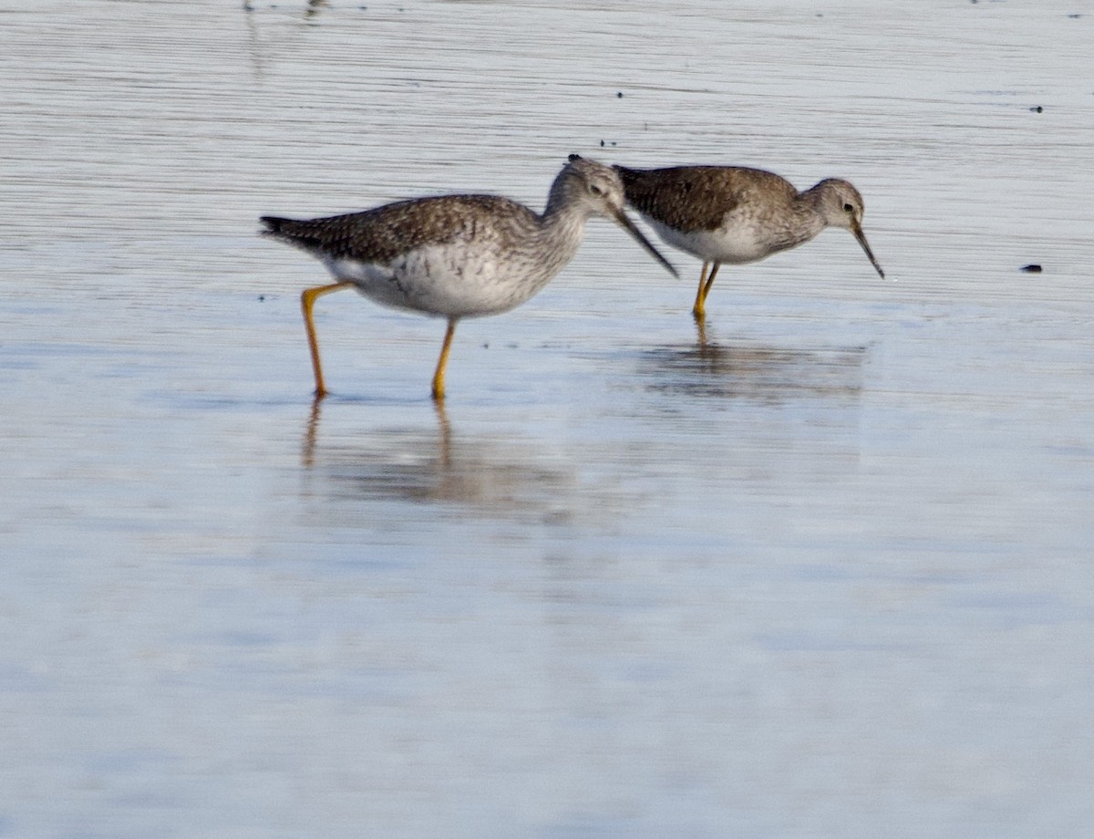 Lesser Yellowlegs - ML617504798