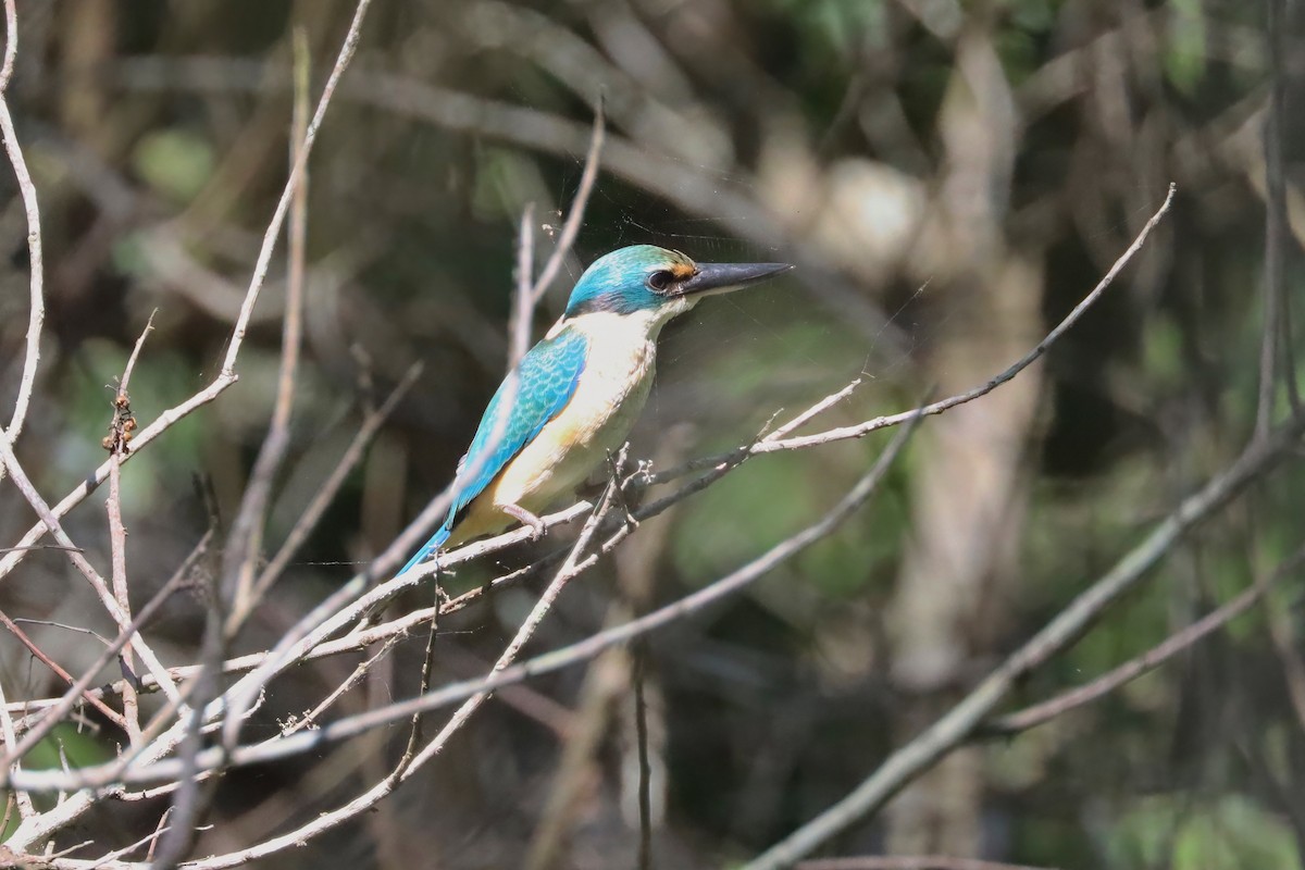 Sacred Kingfisher - ML617504827