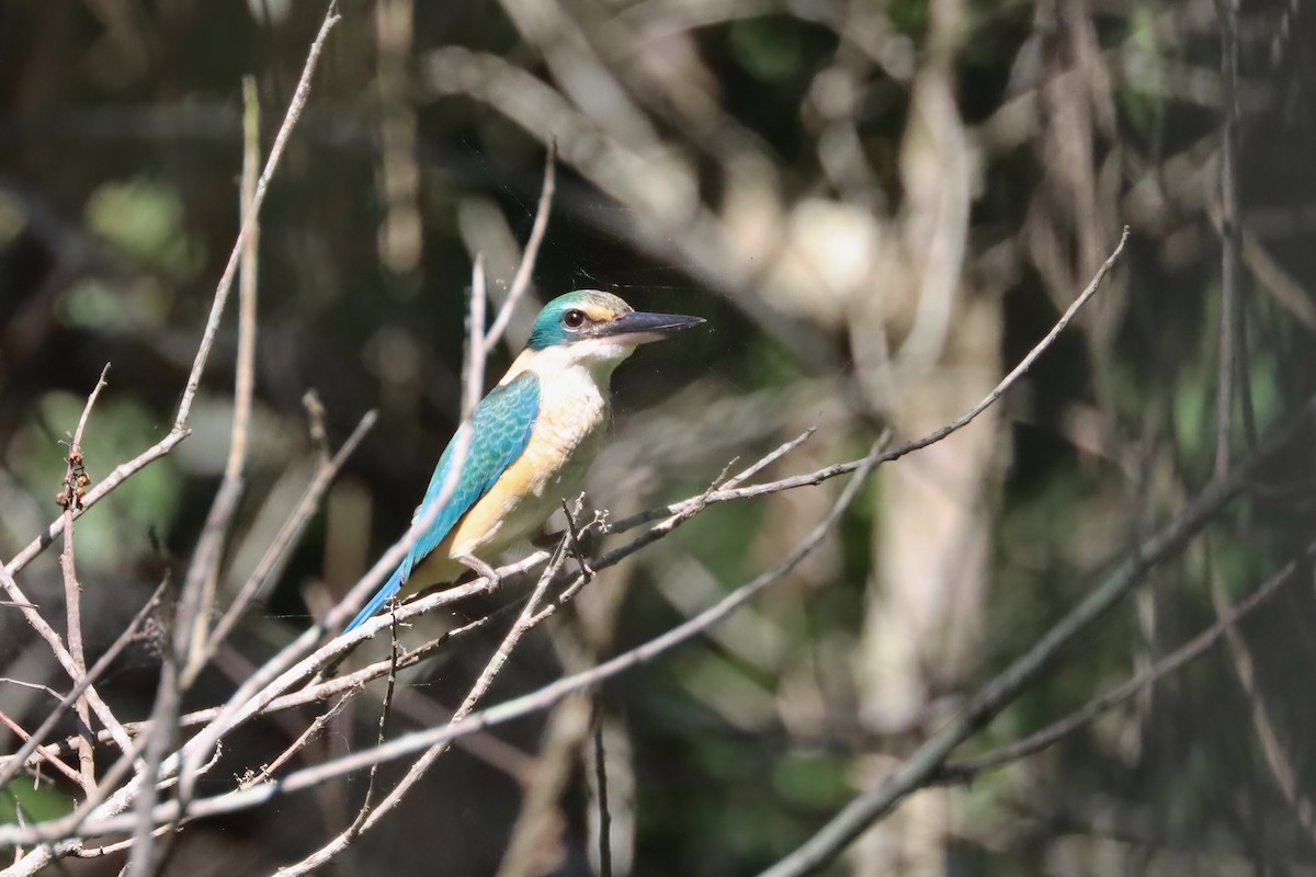 Sacred Kingfisher - ML617504828