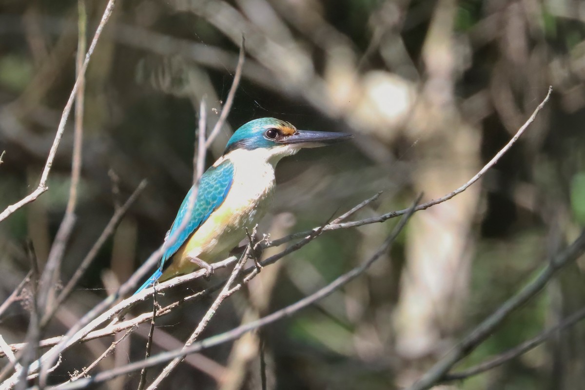 Sacred Kingfisher - ML617504837