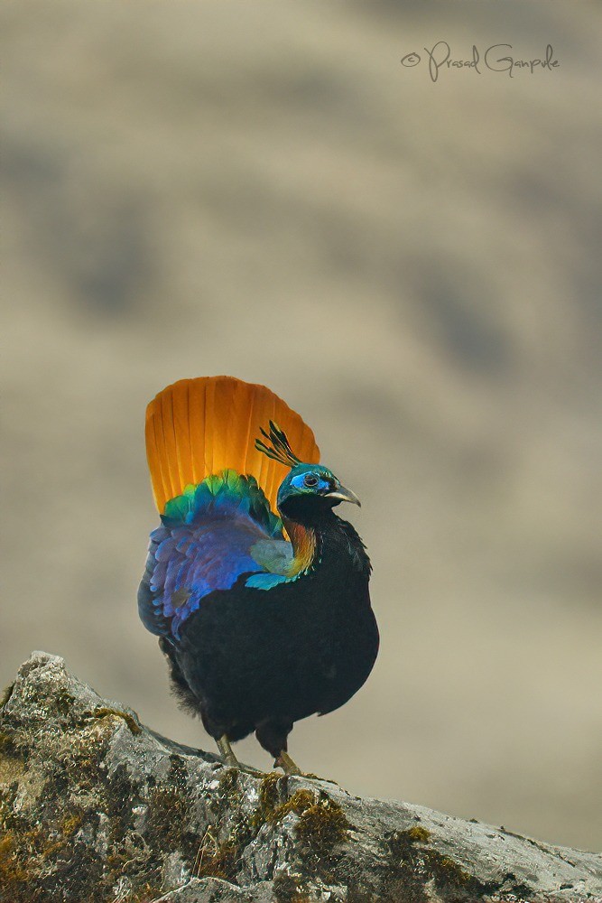 Himalayan Monal - ML617504839