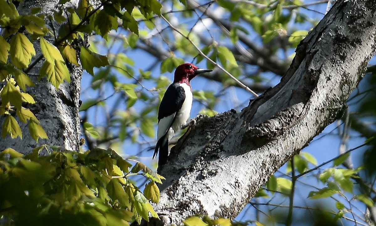Red-headed Woodpecker - ML617504853