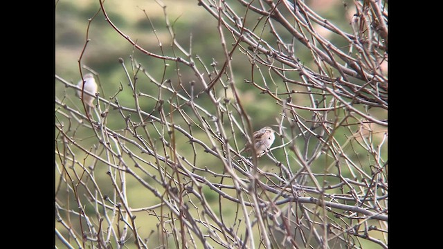 Clay-colored Sparrow - ML617504877