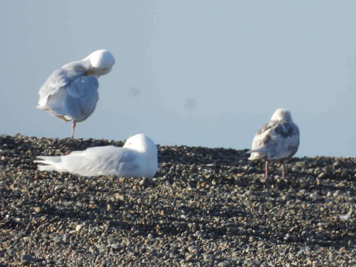 Gaviota (Larus) sp. - ML617504880