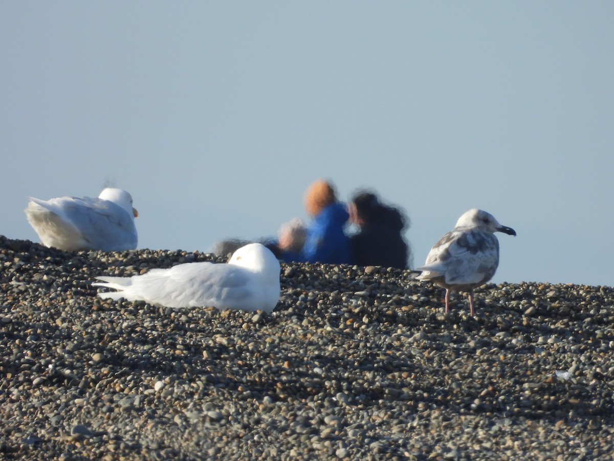 goéland sp. (Larus sp.) - ML617504881