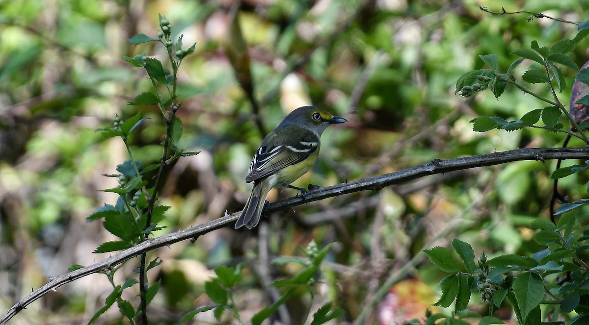 White-eyed Vireo - ML617504882