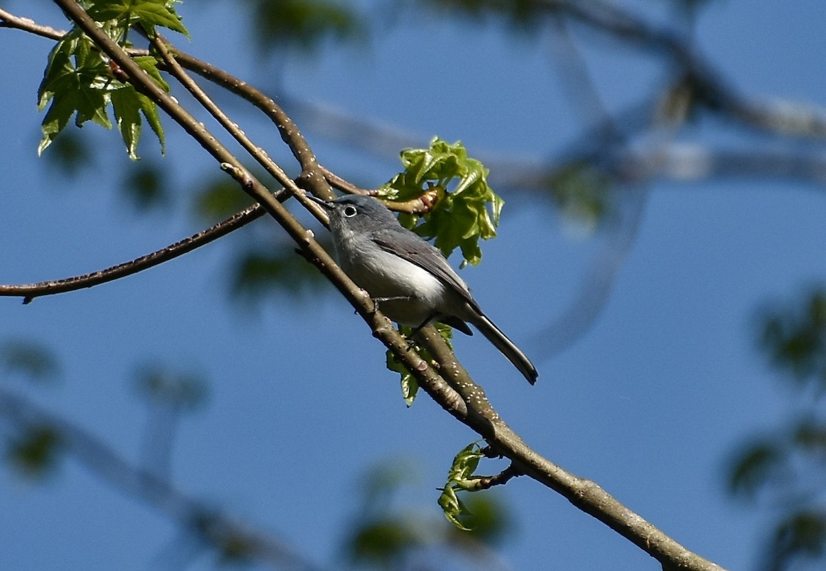 Blue-gray Gnatcatcher - ML617504893