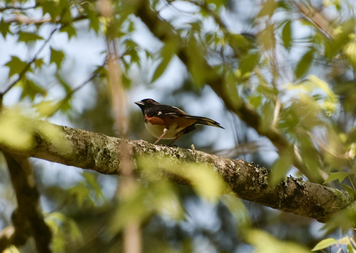 Eastern Towhee - ML617504911