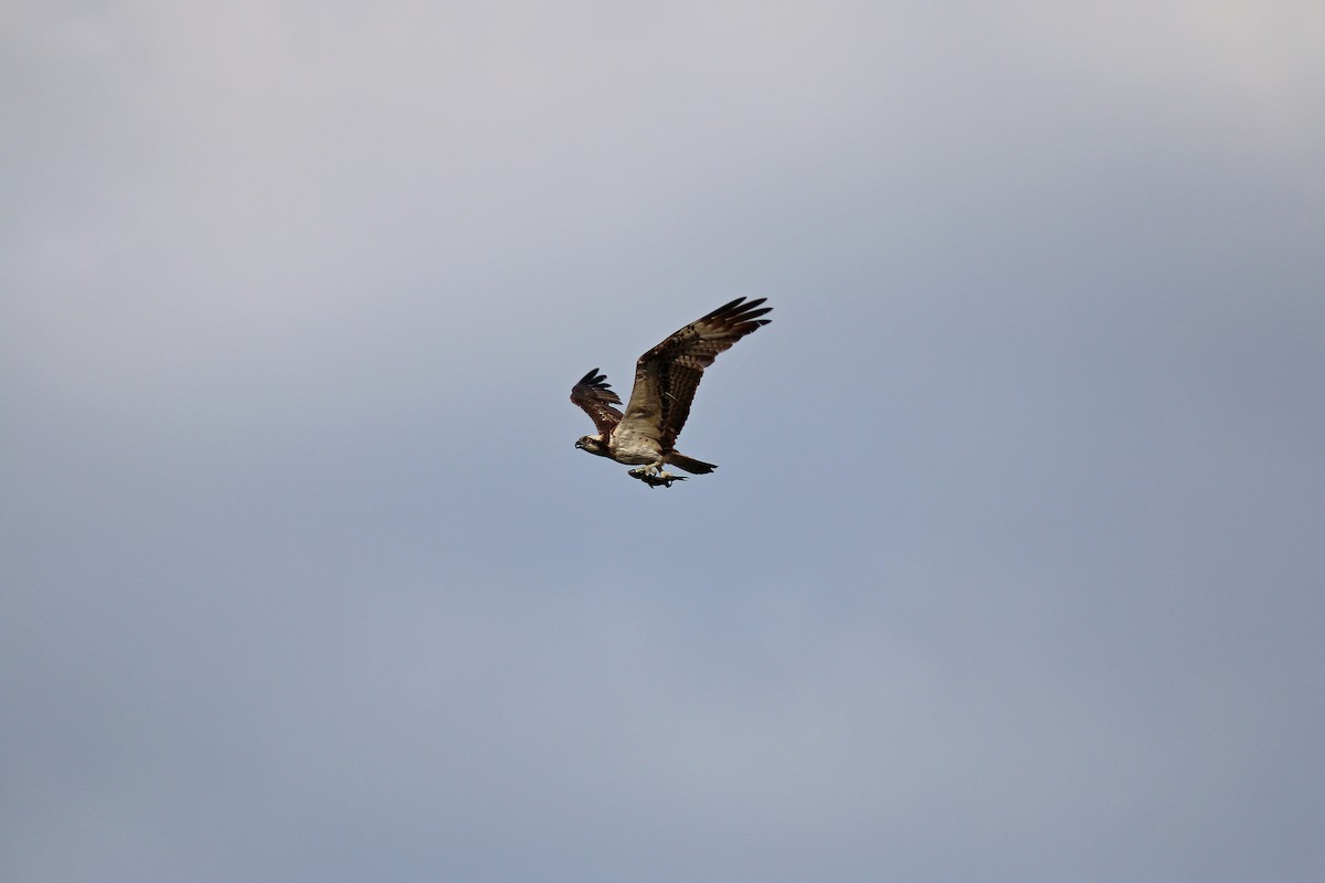 Osprey - Chih-Wei(David) Lin