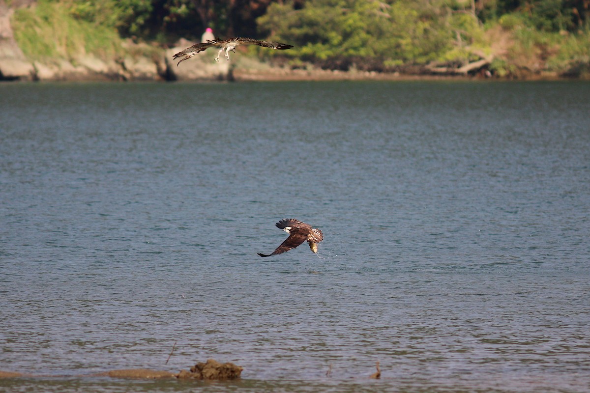 Balbuzard pêcheur - ML617504914