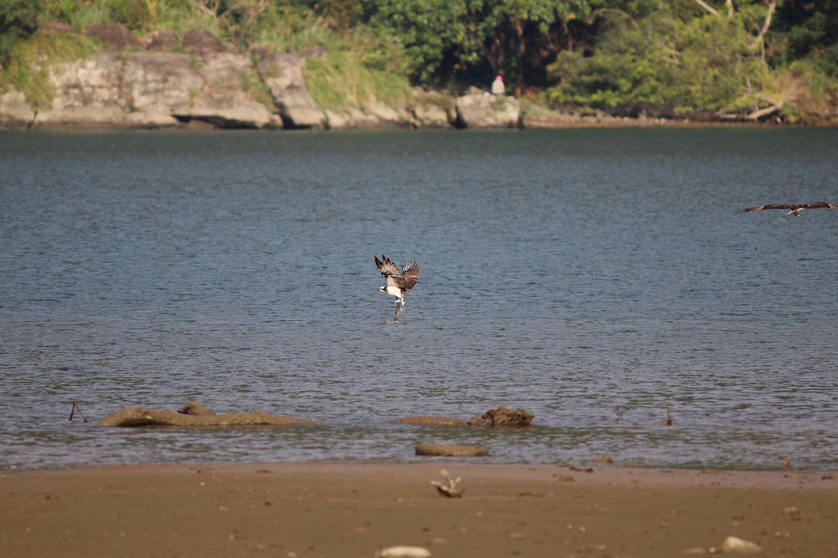 Balbuzard pêcheur - ML617504915