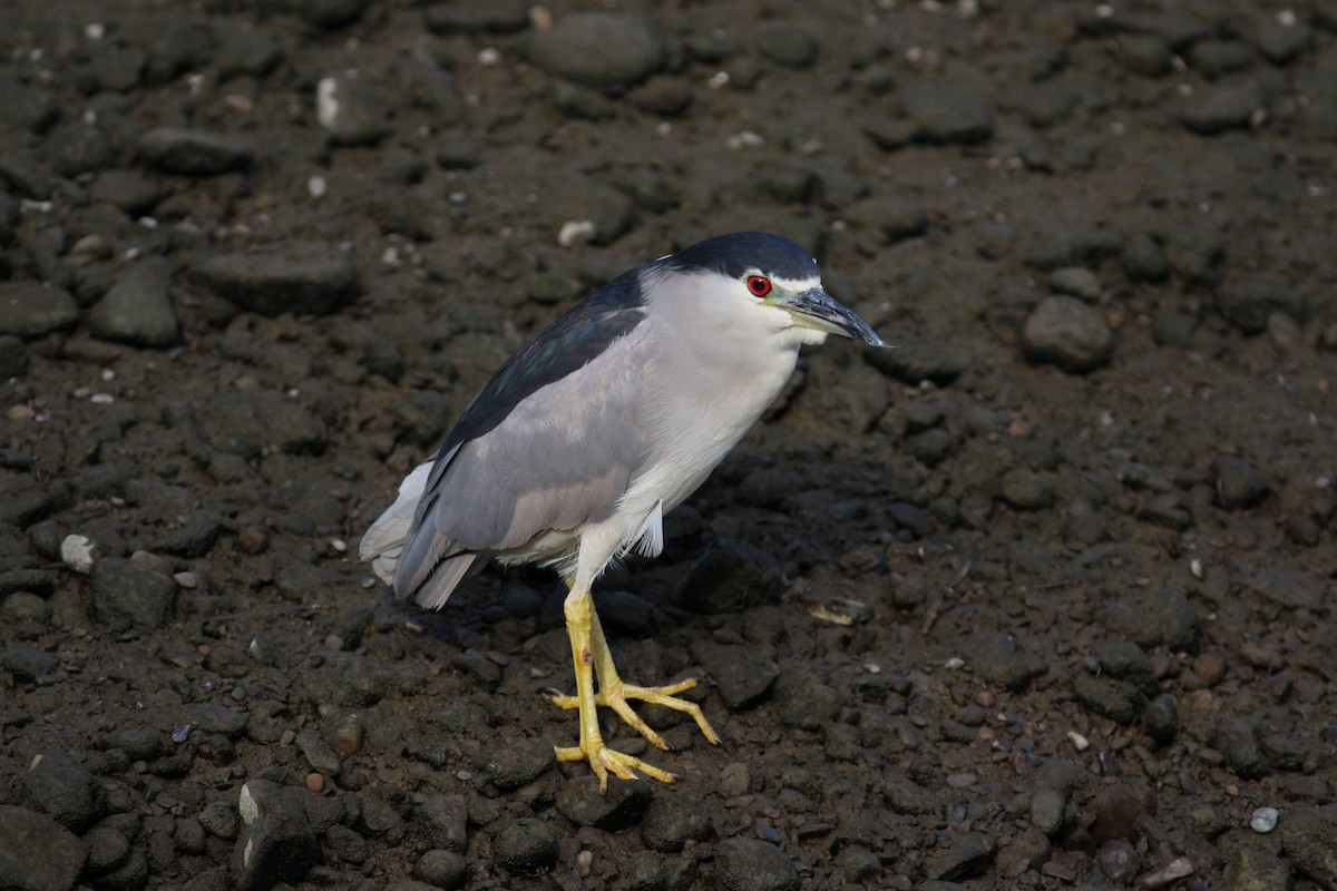 Black-crowned Night Heron - ML617504919