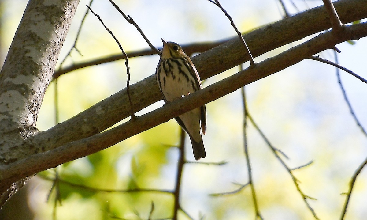 Ovenbird - ML617504936