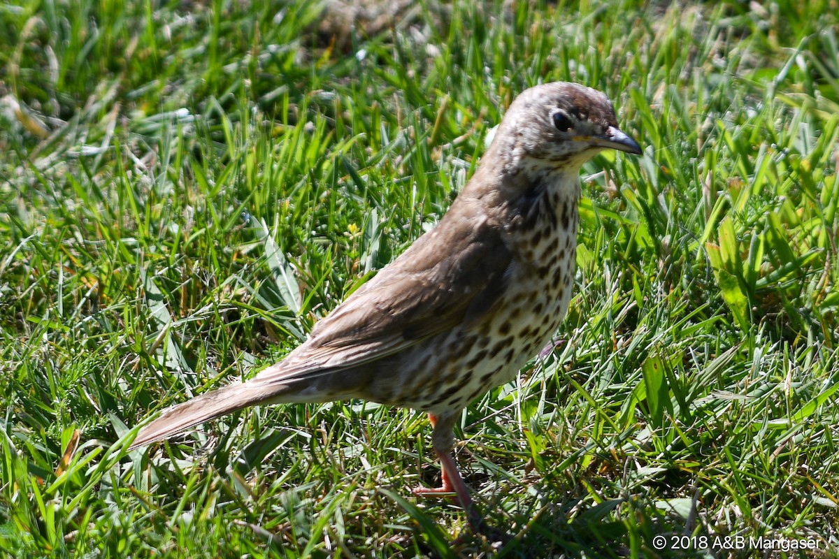 Song Thrush - ML617504947