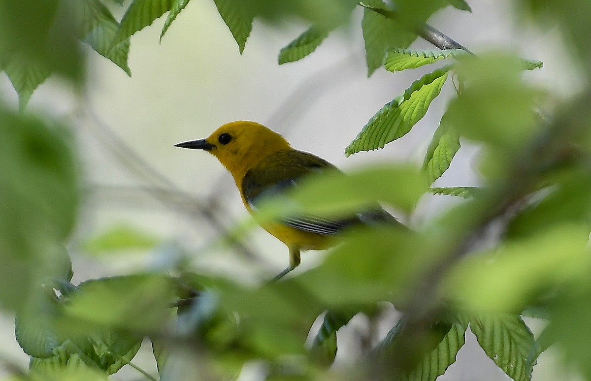 Prothonotary Warbler - ML617504950