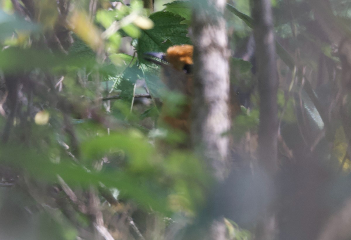 Cajamarca Antpitta - ML617504957