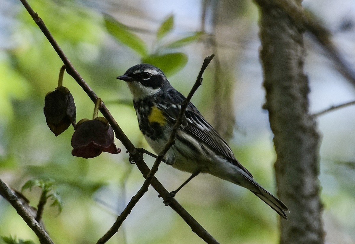 Yellow-rumped Warbler - ML617504961