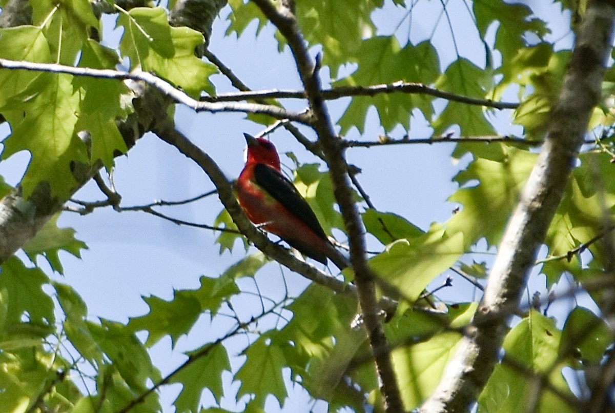 Scarlet Tanager - Christine Maj