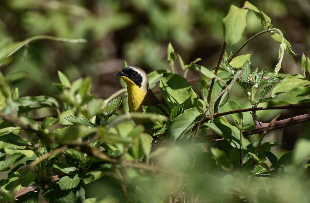 Common Yellowthroat - ML617504976