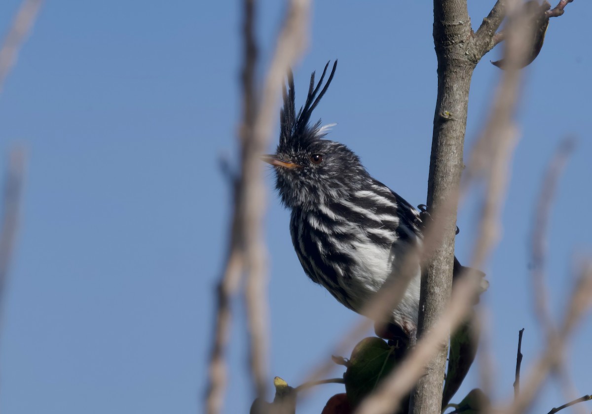 クロカンムリカラタイランチョウ - ML617504983