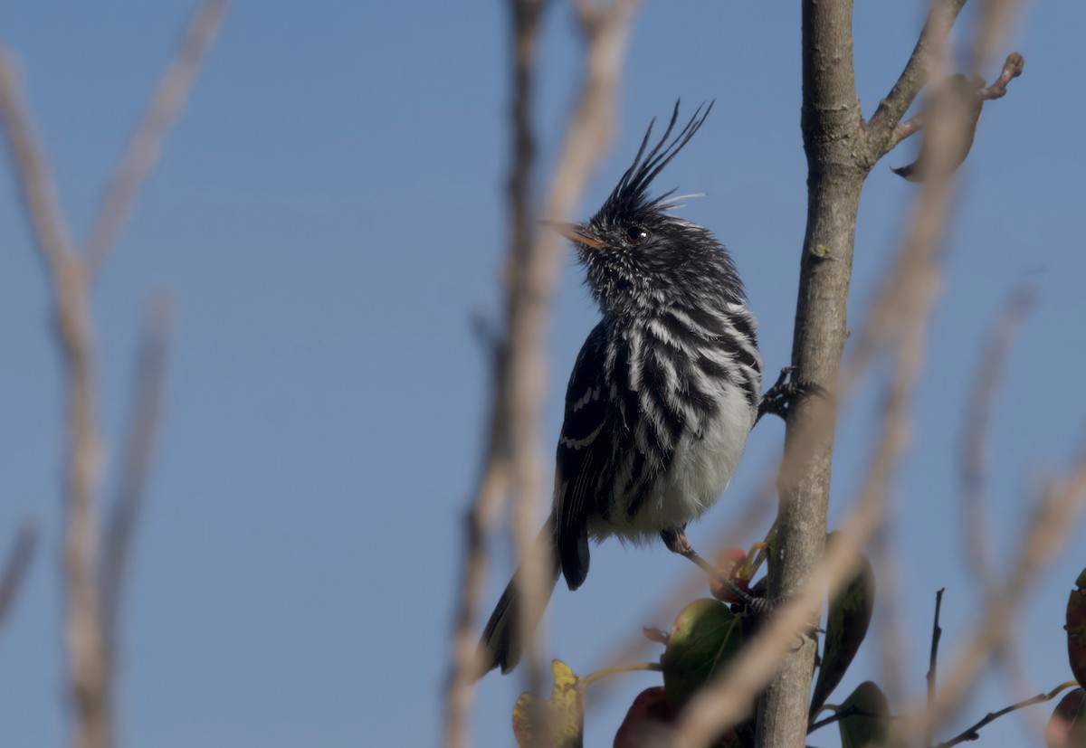 クロカンムリカラタイランチョウ - ML617504984