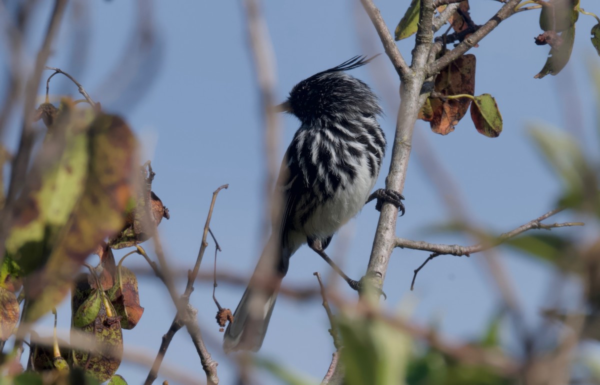 Black-crested Tit-Tyrant - ML617504985