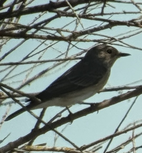 Spotted Flycatcher - ML617505023