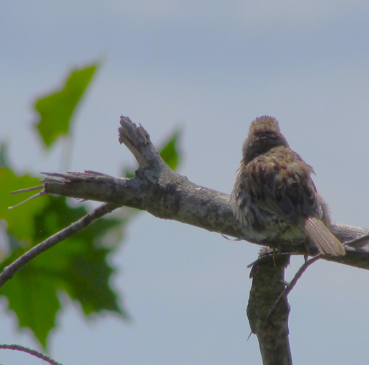 Song Sparrow - ML617505046