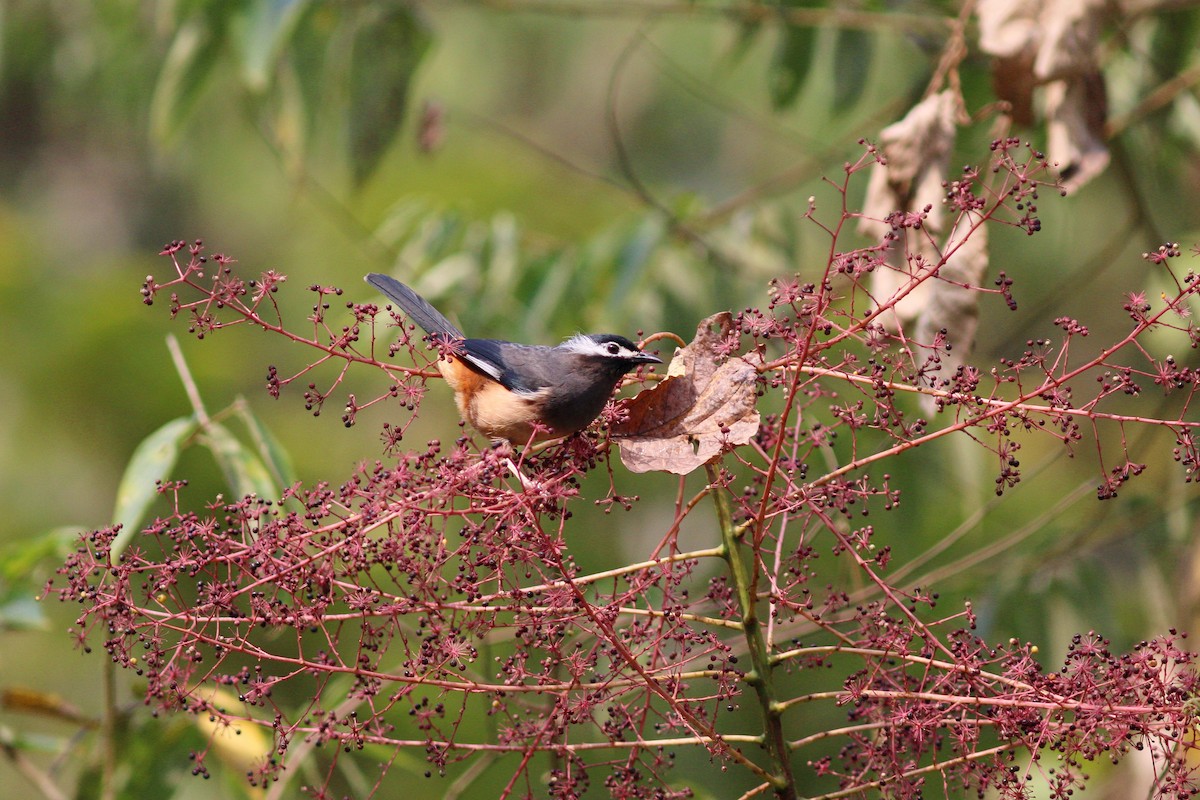 White-eared Sibia - ML617505086