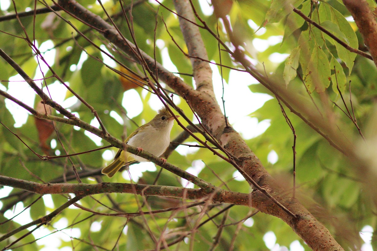 Yuhina Ventriblanca - ML617505111