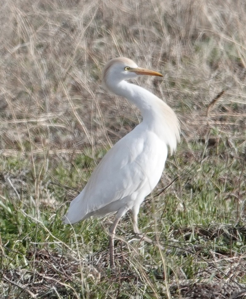 Western Cattle Egret - ML617505121