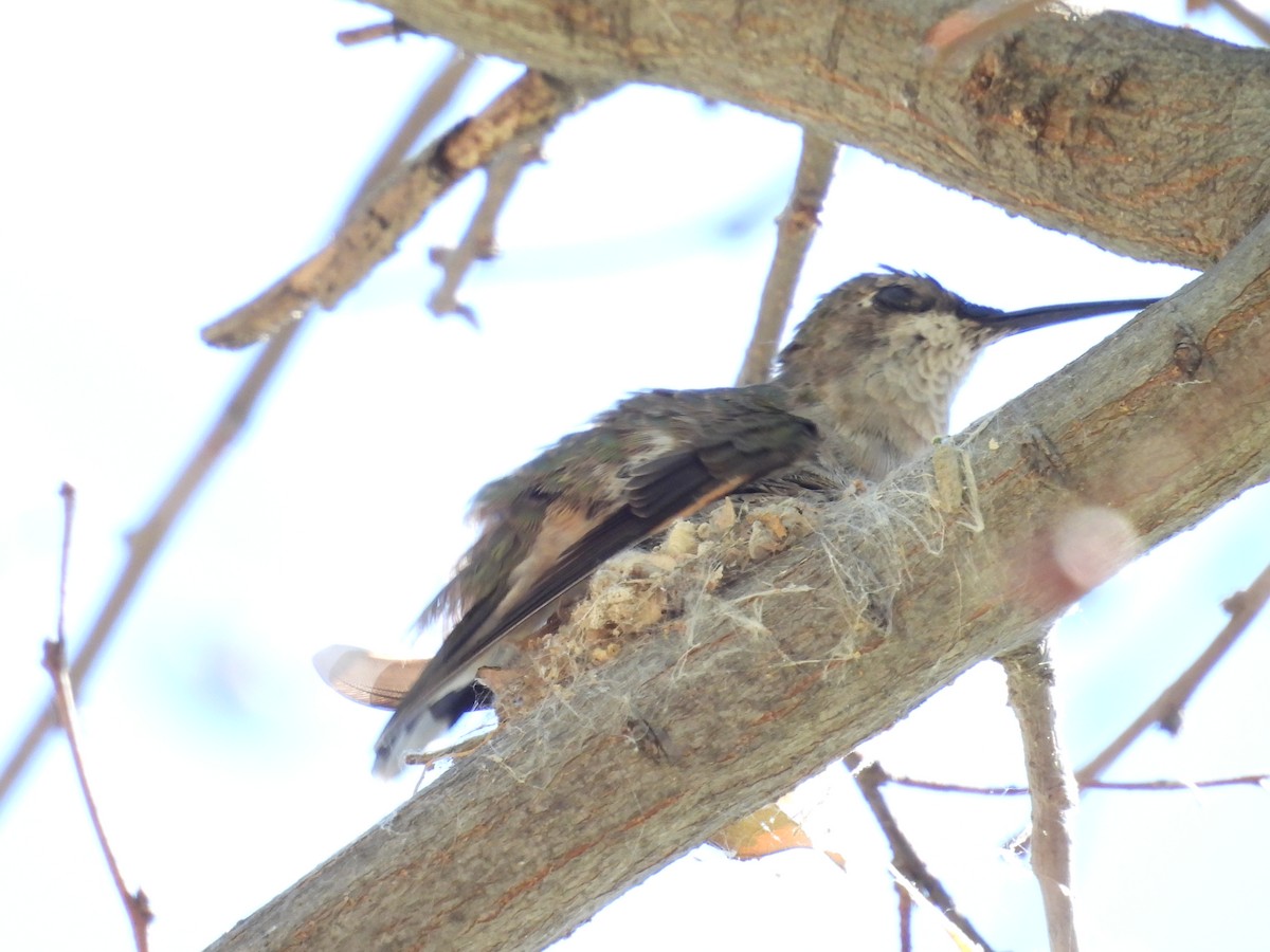 Broad-tailed Hummingbird - Tonie Hansen
