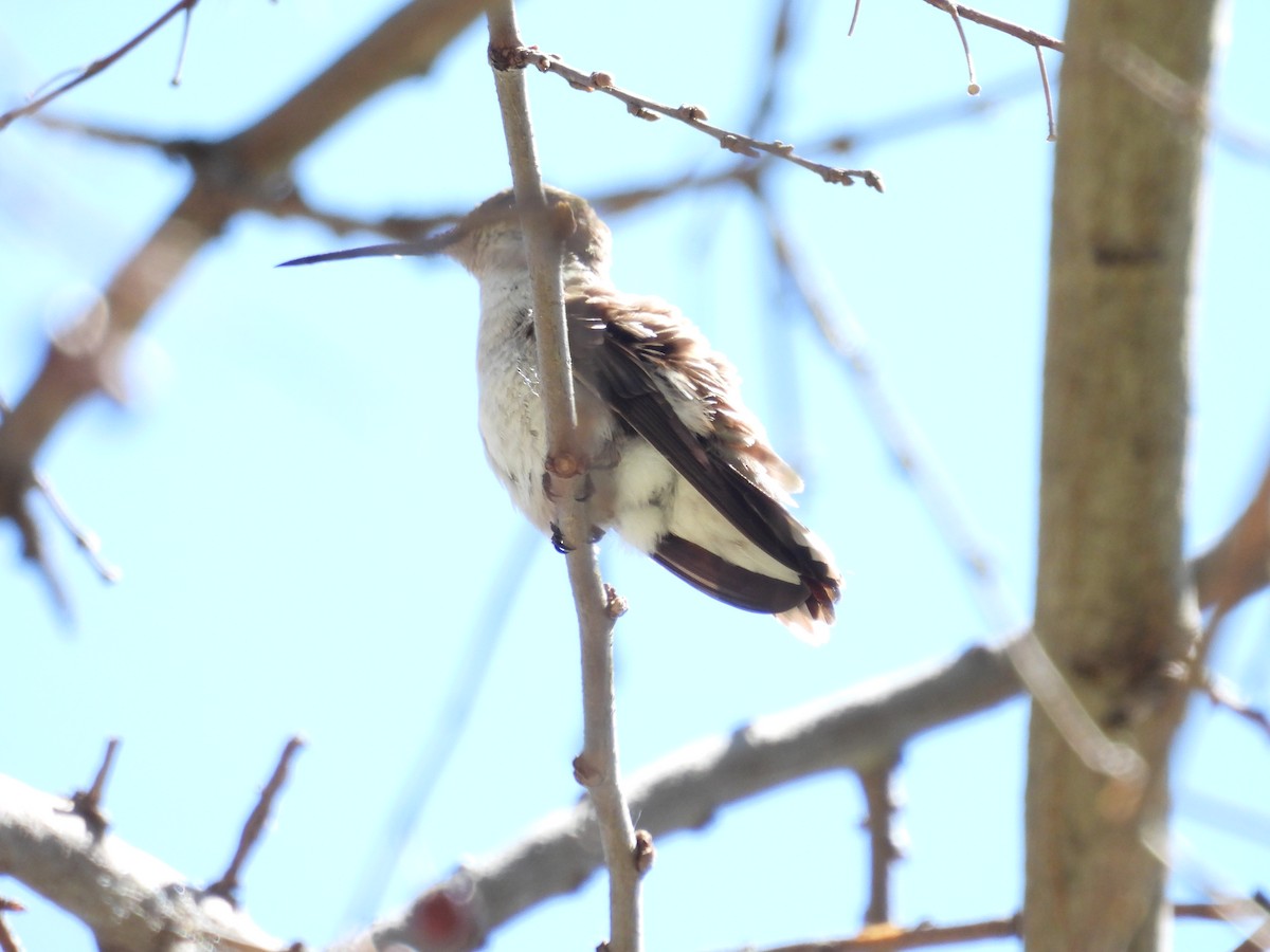 Broad-tailed Hummingbird - Tonie Hansen