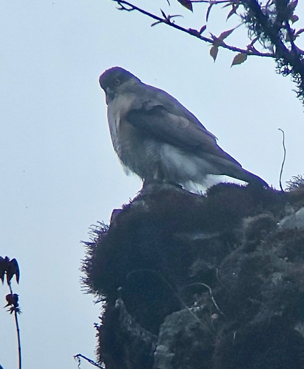 Eurasian Sparrowhawk - ML617505226