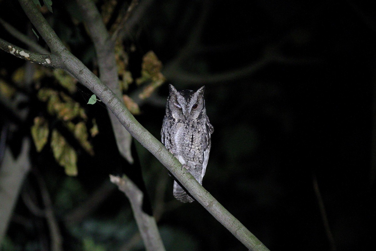 Collared Scops-Owl - ML617505230