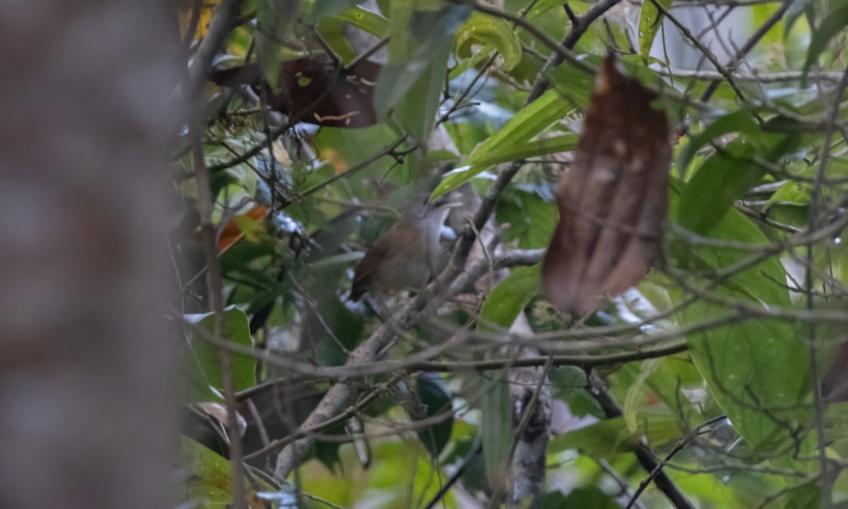 Ashy-headed Babbler - ML617505248