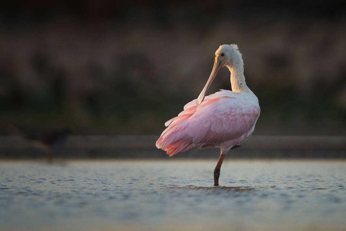 Roseate Spoonbill - ML617505259