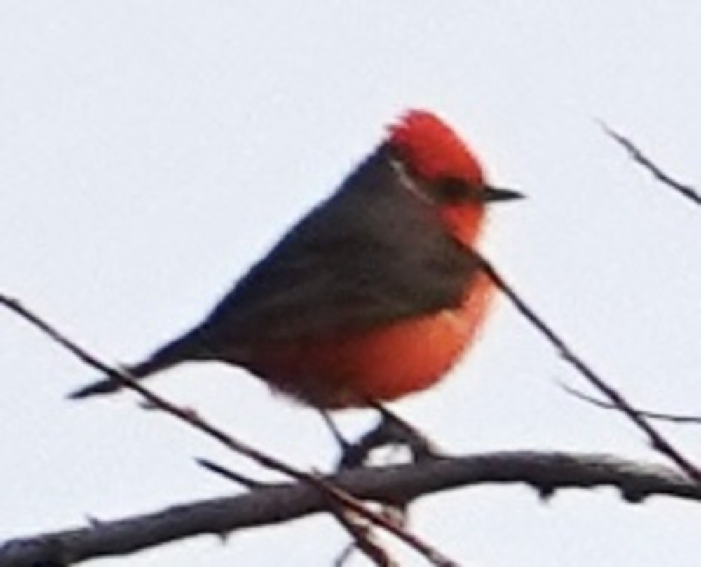 Vermilion Flycatcher (Northern) - Eric Hough