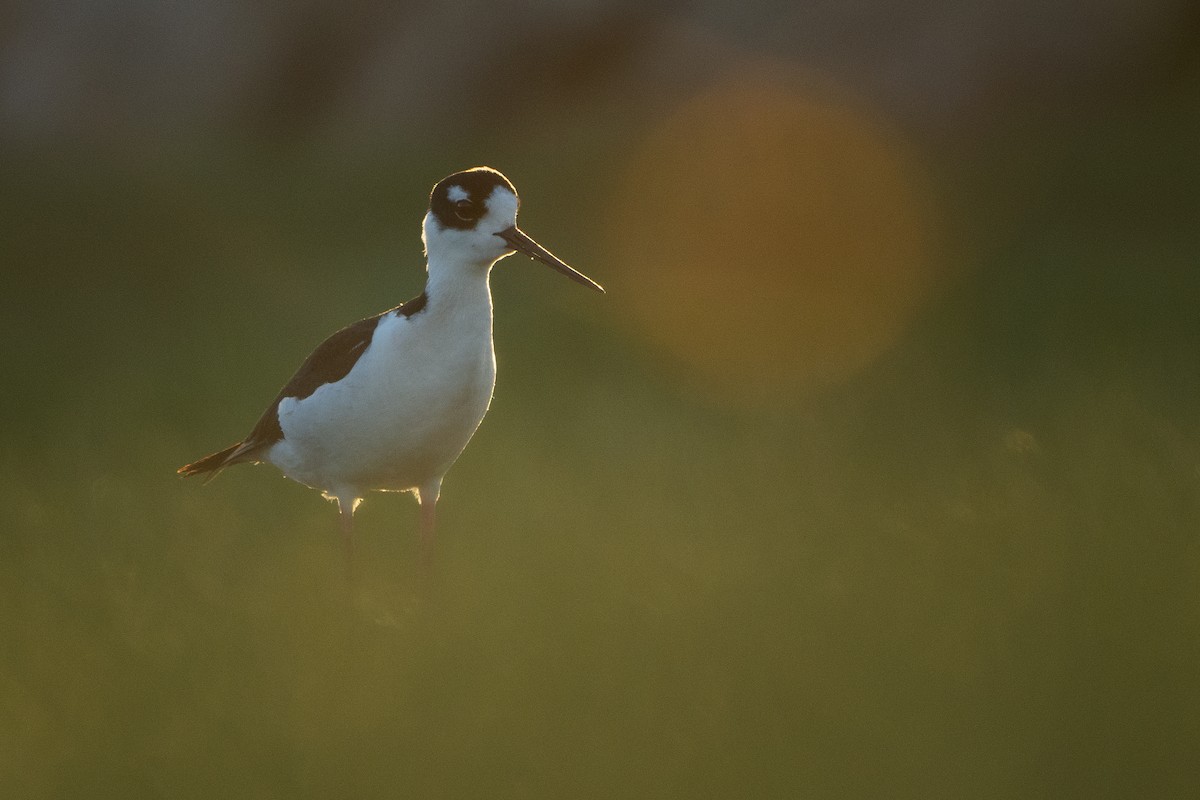 Black-necked Stilt (Black-necked) - ML617505271