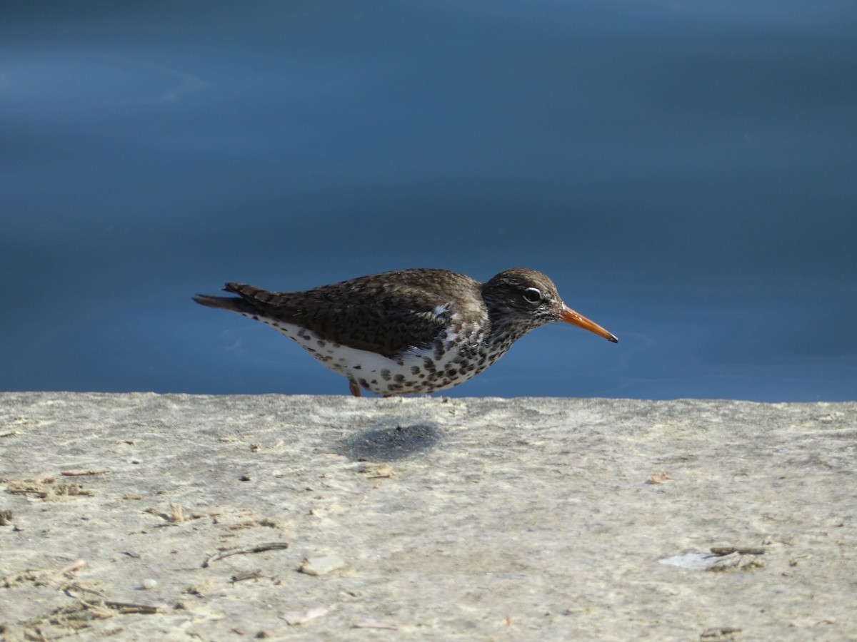 Spotted Sandpiper - ML617505284