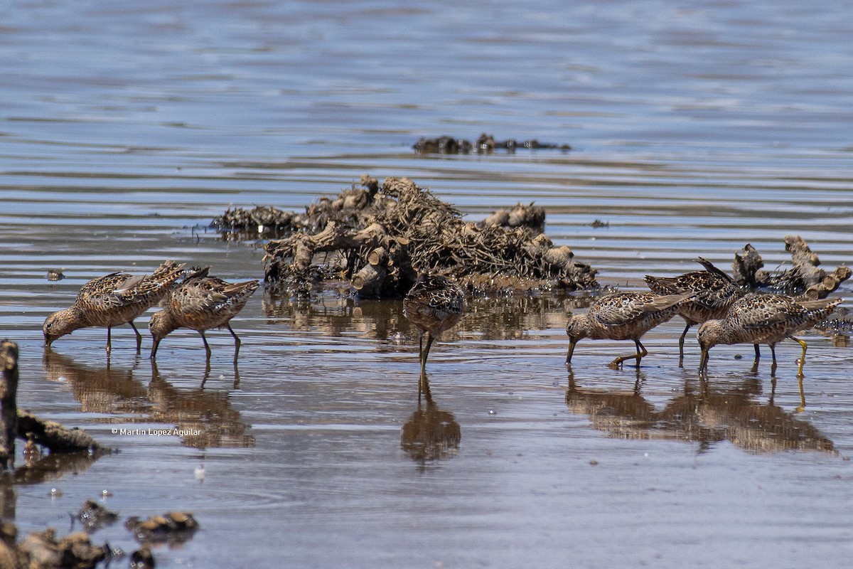 Long-billed Dowitcher - ML617505286