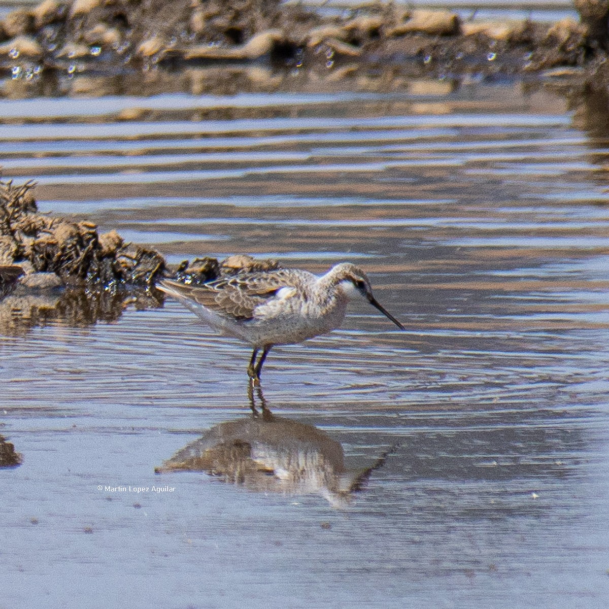 Wilson's Phalarope - Martín López Aguilar