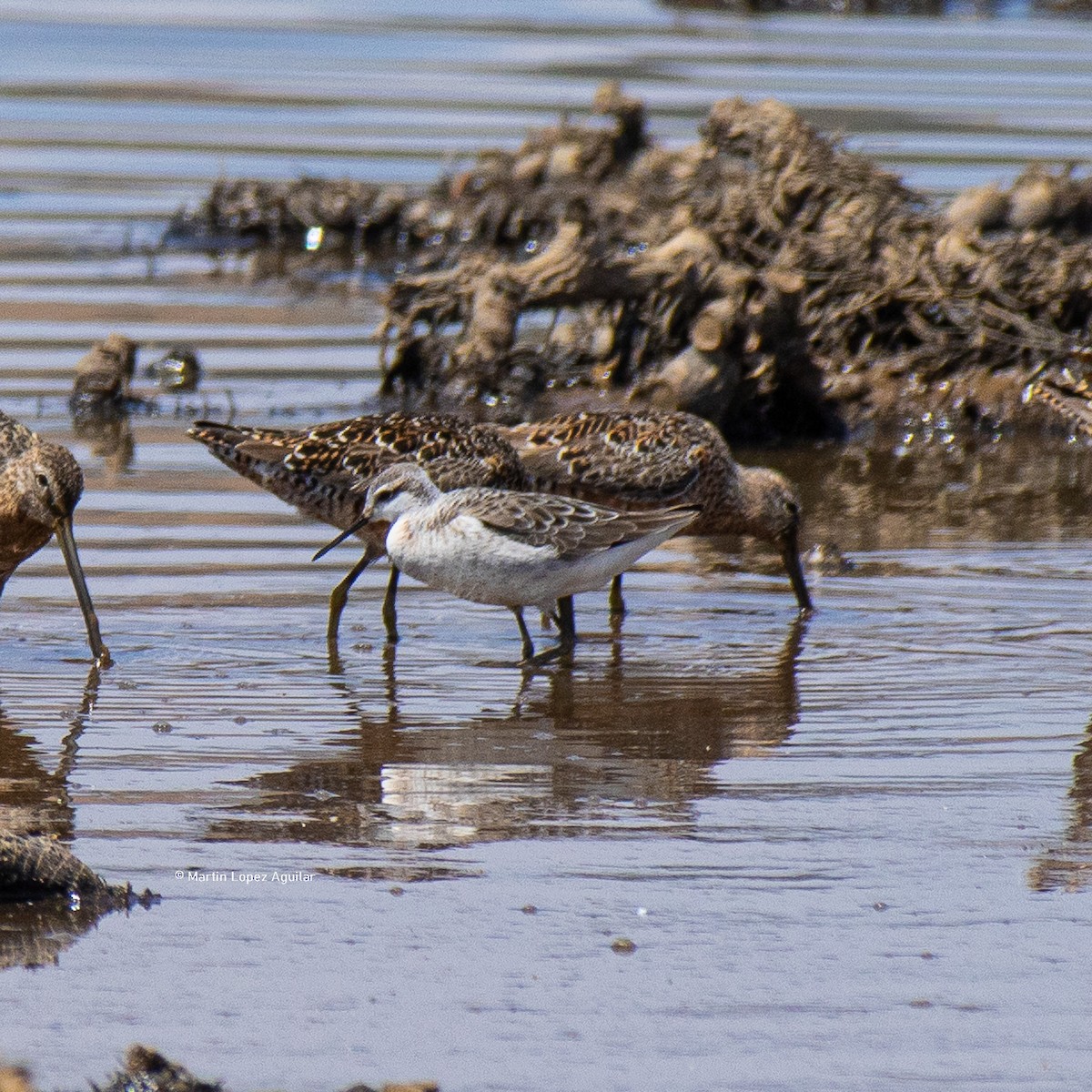 Wilson's Phalarope - ML617505296